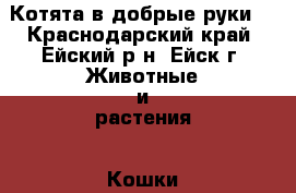 Котята в добрые руки! - Краснодарский край, Ейский р-н, Ейск г. Животные и растения » Кошки   